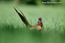 Common Pheasant, Phasianus colchicus