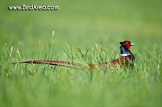 Common Pheasant, Phasianus colchicus