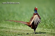 Common Pheasant, Phasianus colchicus