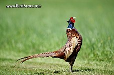 Common Pheasant, Phasianus colchicus