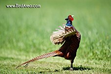 Common Pheasant, Phasianus colchicus