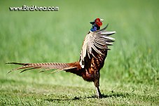 Common Pheasant, Phasianus colchicus