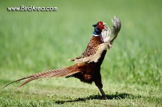 Common Pheasant, Phasianus colchicus