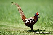 Common Pheasant, Phasianus colchicus