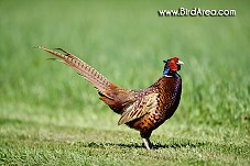 Common Pheasant, Phasianus colchicus