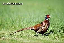 Common Pheasant, Phasianus colchicus