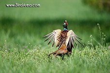 Common Pheasant, Phasianus colchicus