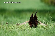 Common Pheasant, Phasianus colchicus