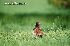 Common Pheasant, Phasianus colchicus