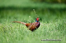 Common Pheasant, Phasianus colchicus