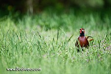 Common Pheasant, Phasianus colchicus