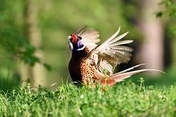 Bažant obecný, Common Pheasant, Phasianus colchicus