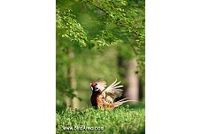 Common Pheasant, Phasianus colchicus