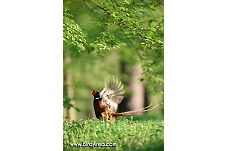 Common Pheasant, Phasianus colchicus