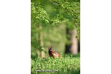 Common Pheasant, Phasianus colchicus