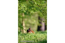 Common Pheasant, Phasianus colchicus