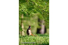 Common Pheasant, Phasianus colchicus