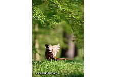 Common Pheasant, Phasianus colchicus