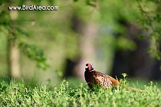 Common Pheasant, Phasianus colchicus