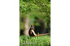 Common Pheasant, Phasianus colchicus