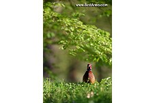 Common Pheasant, Phasianus colchicus