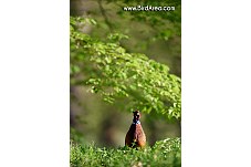 Common Pheasant, Phasianus colchicus