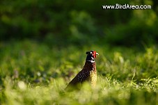 Common Pheasant, Phasianus colchicus