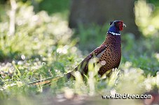 Common Pheasant, Phasianus colchicus