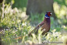 Common Pheasant, Phasianus colchicus