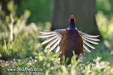 Common Pheasant, Phasianus colchicus