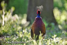 Common Pheasant, Phasianus colchicus