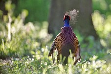 Common Pheasant, Phasianus colchicus