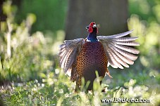 Common Pheasant, Phasianus colchicus