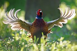 Bažant obecný, Common Pheasant, Phasianus colchicus