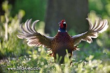 Common Pheasant, Phasianus colchicus