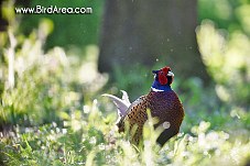 Common Pheasant, Phasianus colchicus