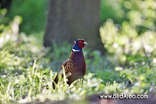 Common Pheasant, Phasianus colchicus