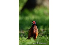 Common Pheasant, Phasianus colchicus