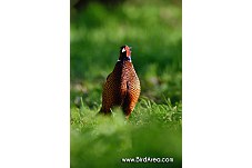 Common Pheasant, Phasianus colchicus