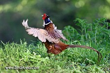 Common Pheasant, Phasianus colchicus