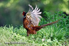 Common Pheasant, Phasianus colchicus