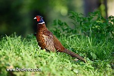 Common Pheasant, Phasianus colchicus