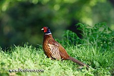 Common Pheasant, Phasianus colchicus