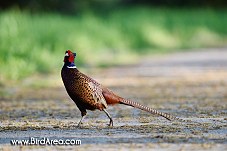 Common Pheasant, Phasianus colchicus