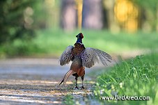 Common Pheasant, Phasianus colchicus