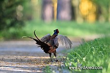 Common Pheasant, Phasianus colchicus