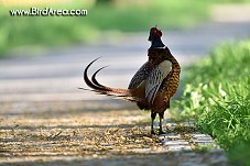 Common Pheasant, Phasianus colchicus