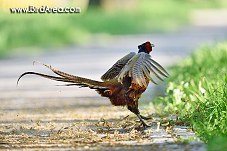 Common Pheasant, Phasianus colchicus