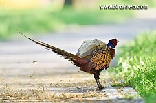 Common Pheasant, Phasianus colchicus