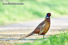 Common Pheasant, Phasianus colchicus